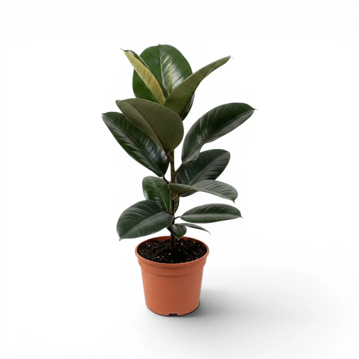 Ficus elastica Robusta medium plant in a nursery pot.