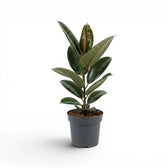 Ficus elastica Robusta medium plant in a nursery pot.