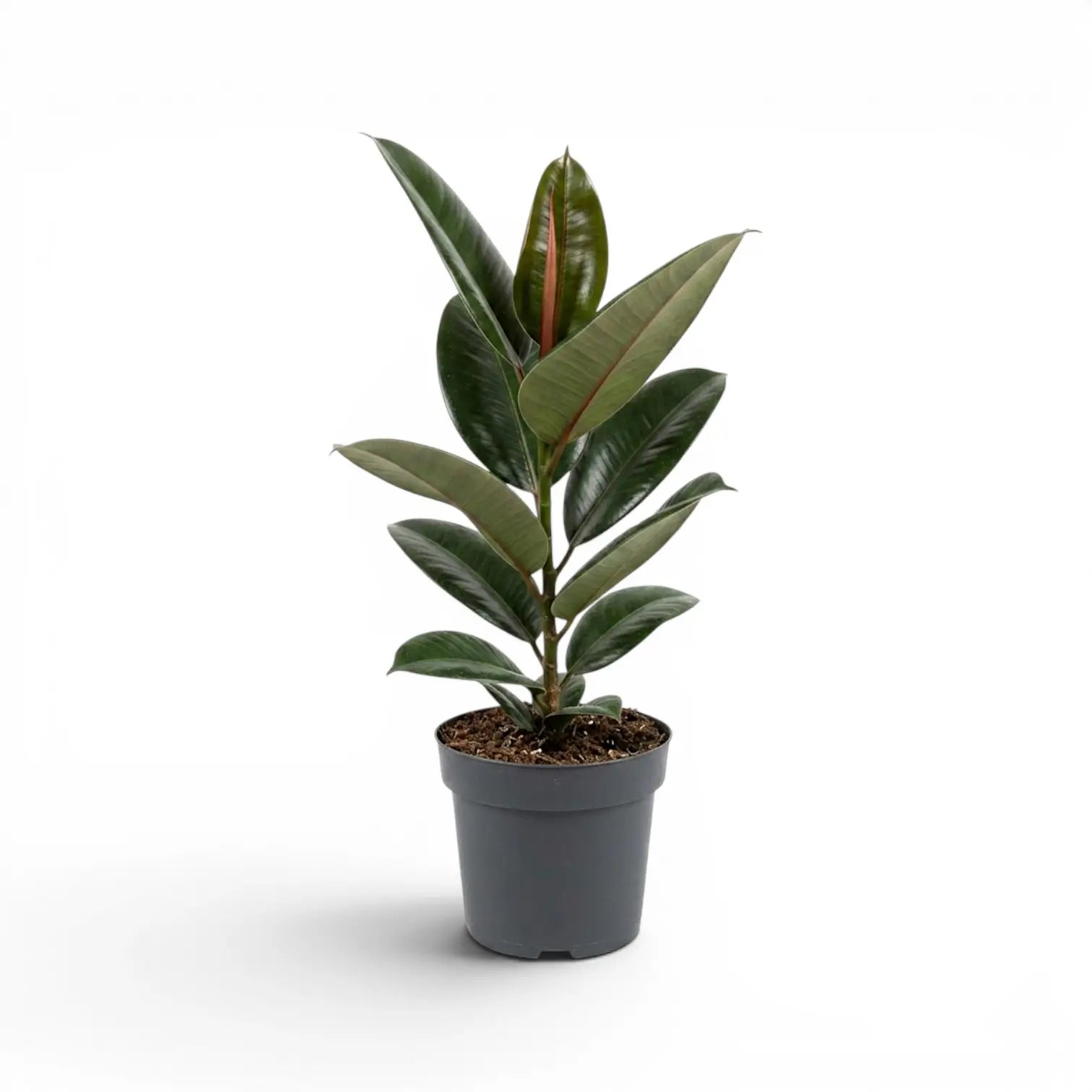 Ficus elastica Robusta medium plant in a nursery pot.