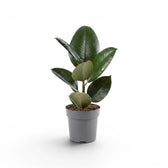 Ficus elastica Robusta small plant in a nursery pot.
