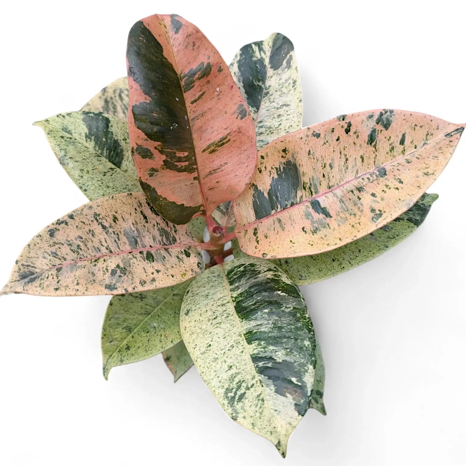 Nahaufnahme eines Blatts von Ficus elastica 'Shivereana Moonshine' vor weißem Hintergrund.