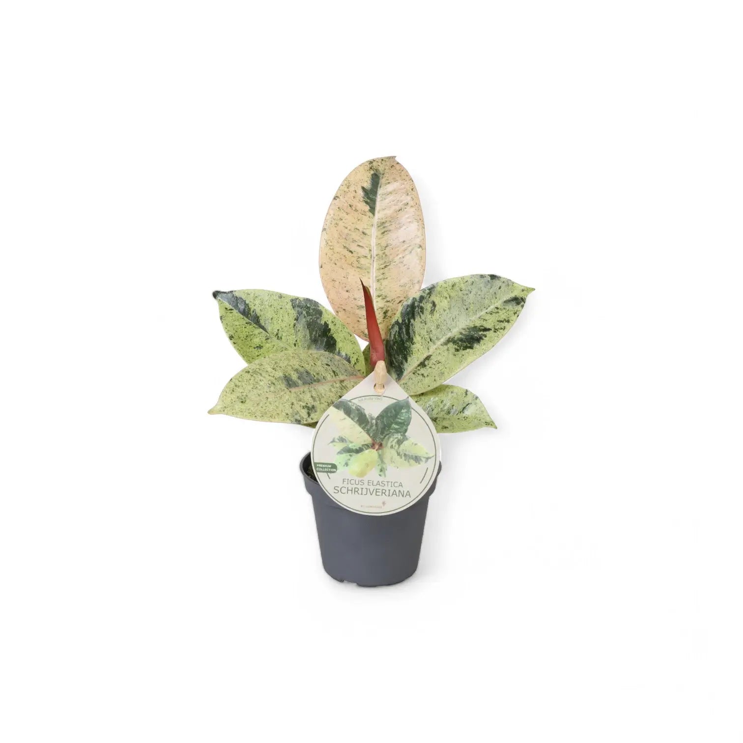 Ficus elastica 'Shivereana Moonshine' potted plant in nursery pot on white background.