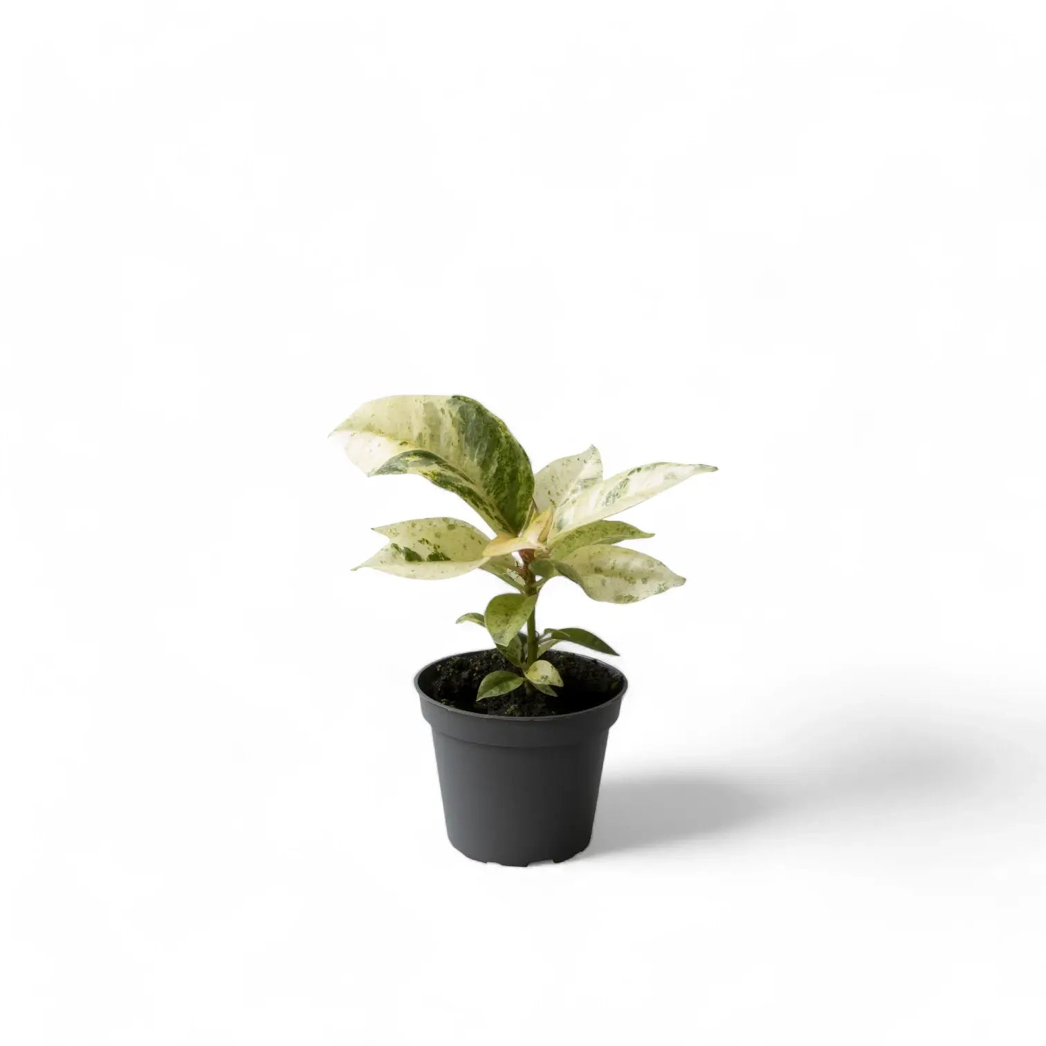 Ficus elastica 'Shivereana Moonshine' potted plant in nursery pot on white background.