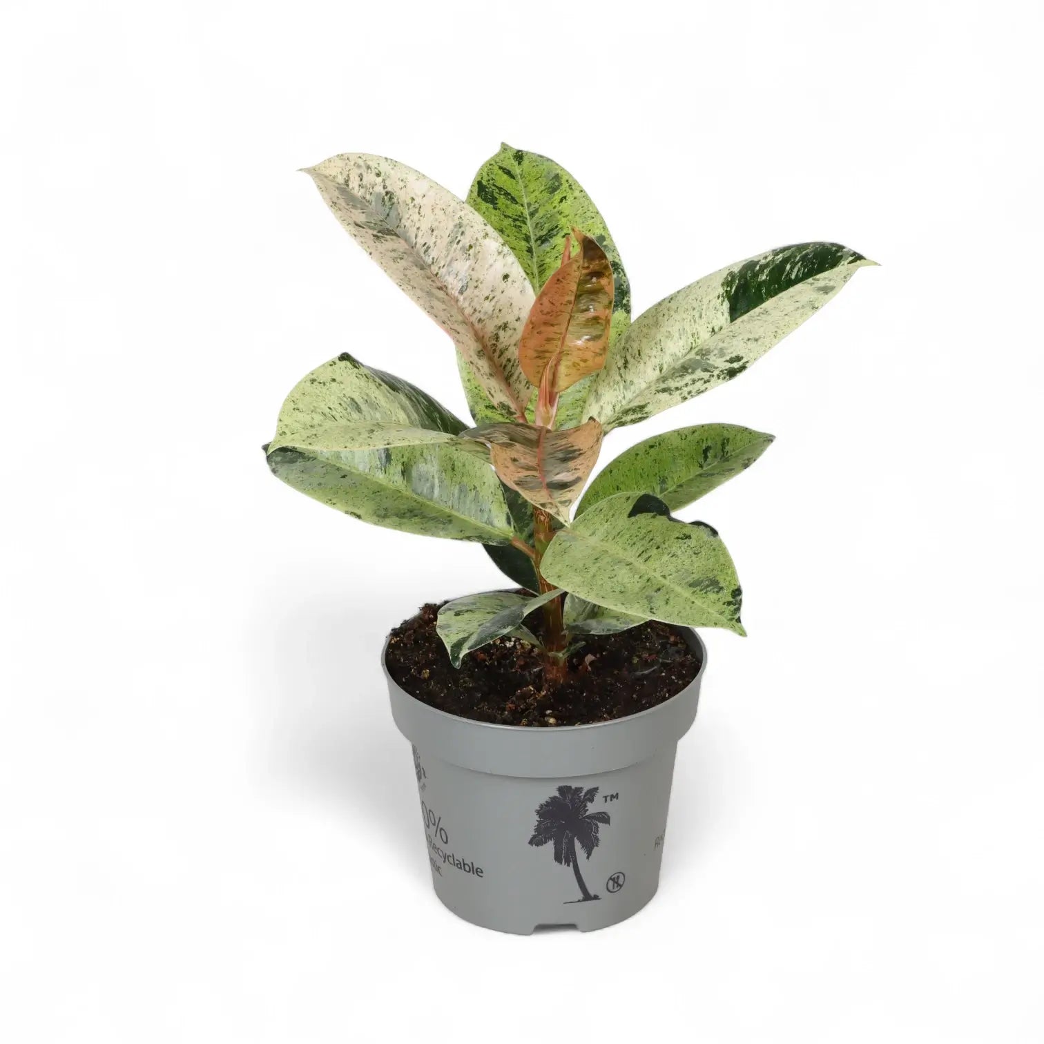 Ficus elastica 'Shivereana Moonshine' potted plant in nursery pot on white background.