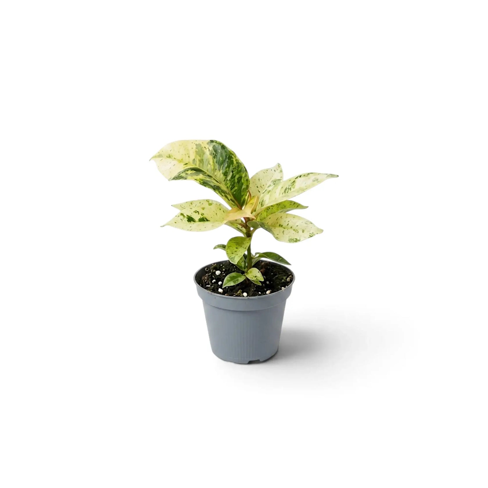 Young Ficus elastica 'Shivereana Moonshine' with cream leaves speckled in green