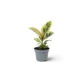 Small Ficus elastica 'Shivereana Moonshine' with green and cream marbled leaves