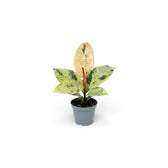 Young Ficus elastica 'Shivereana Moonshine' with mottled leaves and a coral-pink new leaf