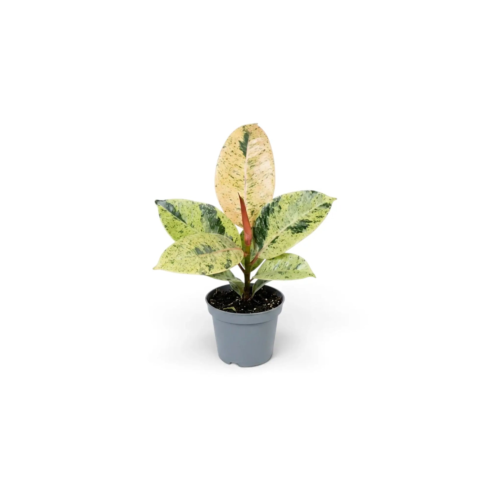 Young Ficus elastica 'Shivereana Moonshine' with mottled leaves and a coral-pink new leaf