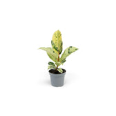 Young Ficus elastica 'Shivereana Moonshine' with pale mottled leaves on a slender stem