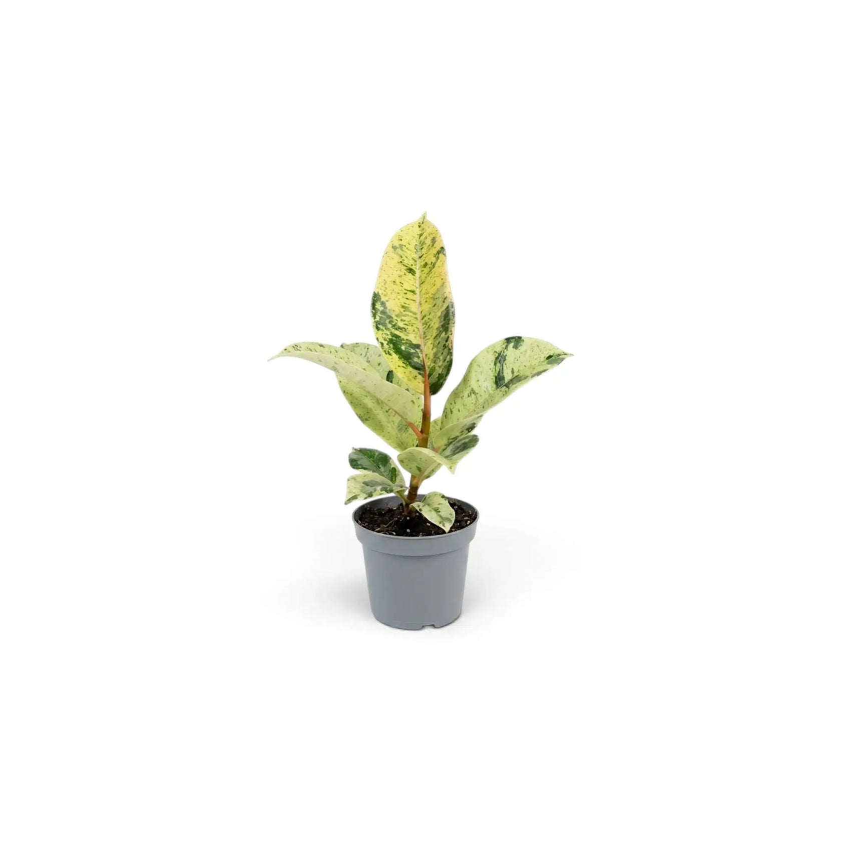 Young Ficus elastica 'Shivereana Moonshine' with pale mottled leaves on a slender stem
