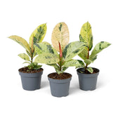 Three young Ficus elastica 'Shivereana Moonshine' plants with varied cream, green and pink leaves