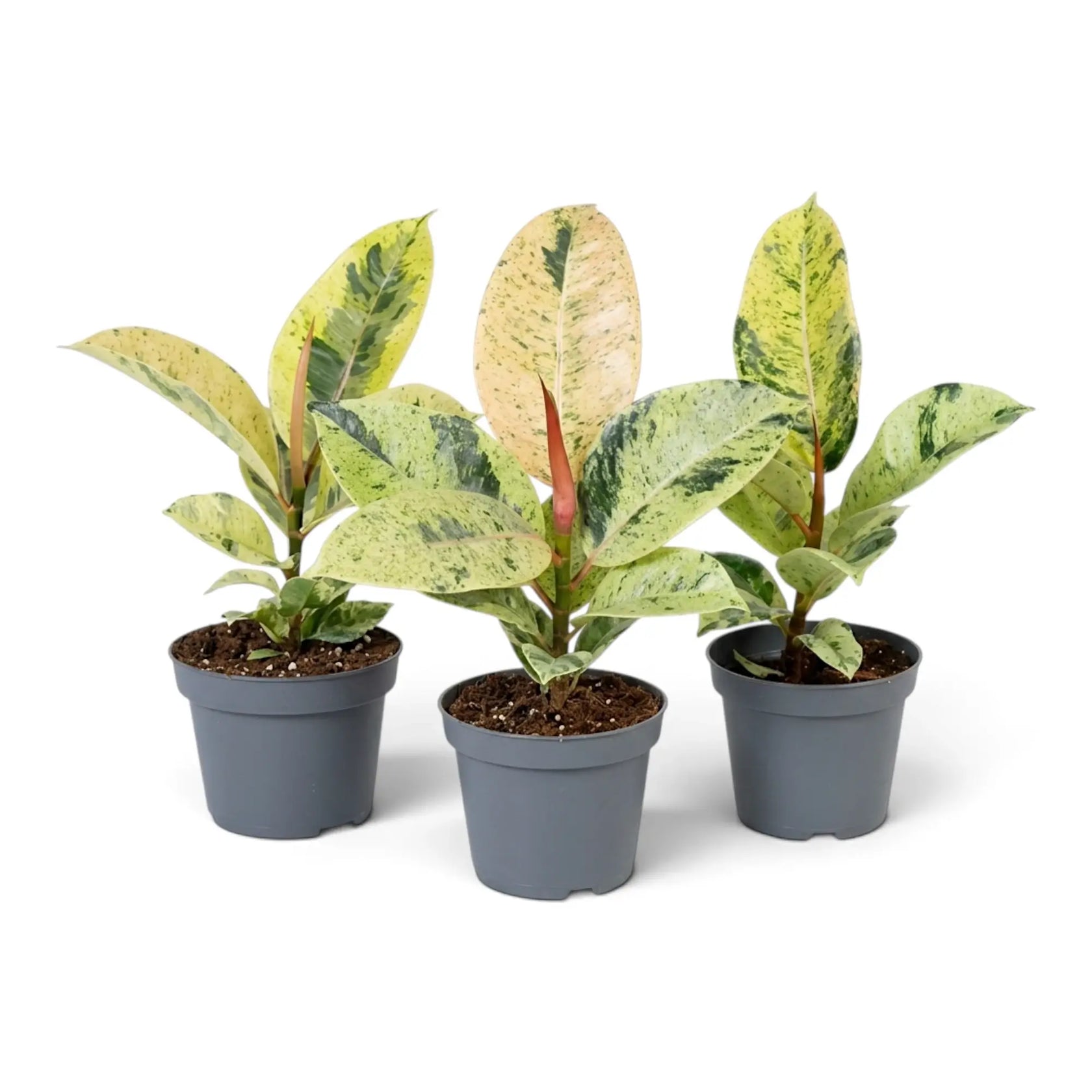 Three young Ficus elastica 'Shivereana Moonshine' plants with varied cream, green and pink leaves