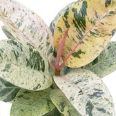 Close-up of Ficus elastica 'Shivereana Moonshine' foliage with cream marbling and a pink new leaf