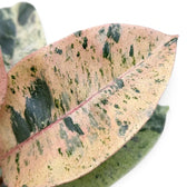Close-up of a pink Ficus elastica 'Shivereana Moonshine' leaf mottled with dark green