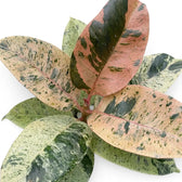 Close-up of Ficus elastica 'Shivereana Moonshine' leaves marbled in cream, green and coral pink