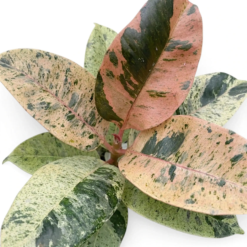 Nahaufnahme von Ficus elastica ‘Shivereana Moonshine’ mit in Creme, Grün und Korallrosa marmorierten Blättern