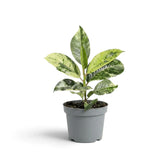 Ficus elastica 'Shivereana Moonshine' with layered cream, green and pink variegated leaves