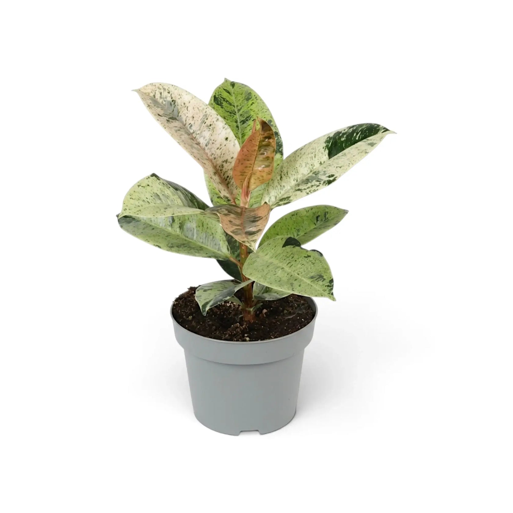 Ficus elastica 'Shivereana Moonshine' with cream-speckled leaves and pink new growth