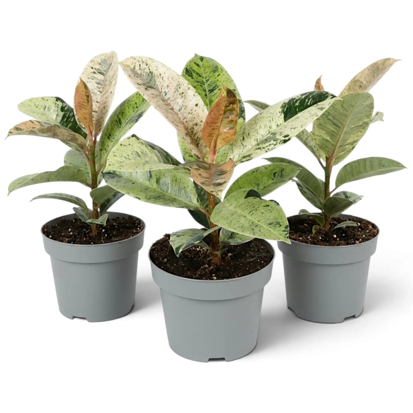 Four Ficus elastica 'Shivereana Moonshine' plants showing natural variation in colour and shape