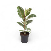 Ficus elastica 'Tineke' – Topfpflanze im Kulturtopf vor weißem Hintergrund, Produktfoto 11.