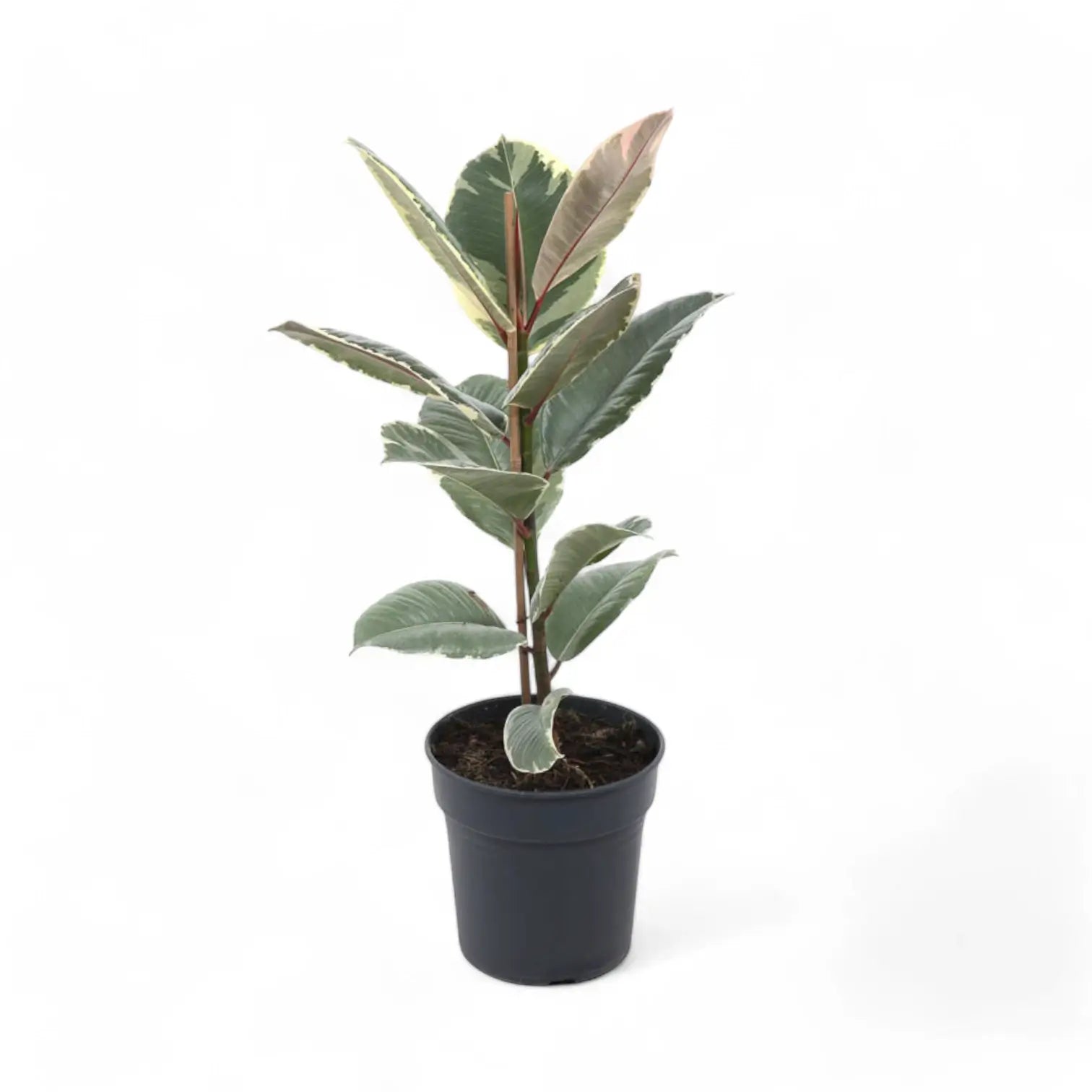 Ficus elastica 'Tineke' – Topfpflanze im Kulturtopf vor weißem Hintergrund, Produktfoto 12.