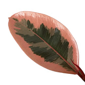 Ficus elastica 'Tineke' – Topfpflanze im Kulturtopf vor weißem Hintergrund, Produktfoto 15.