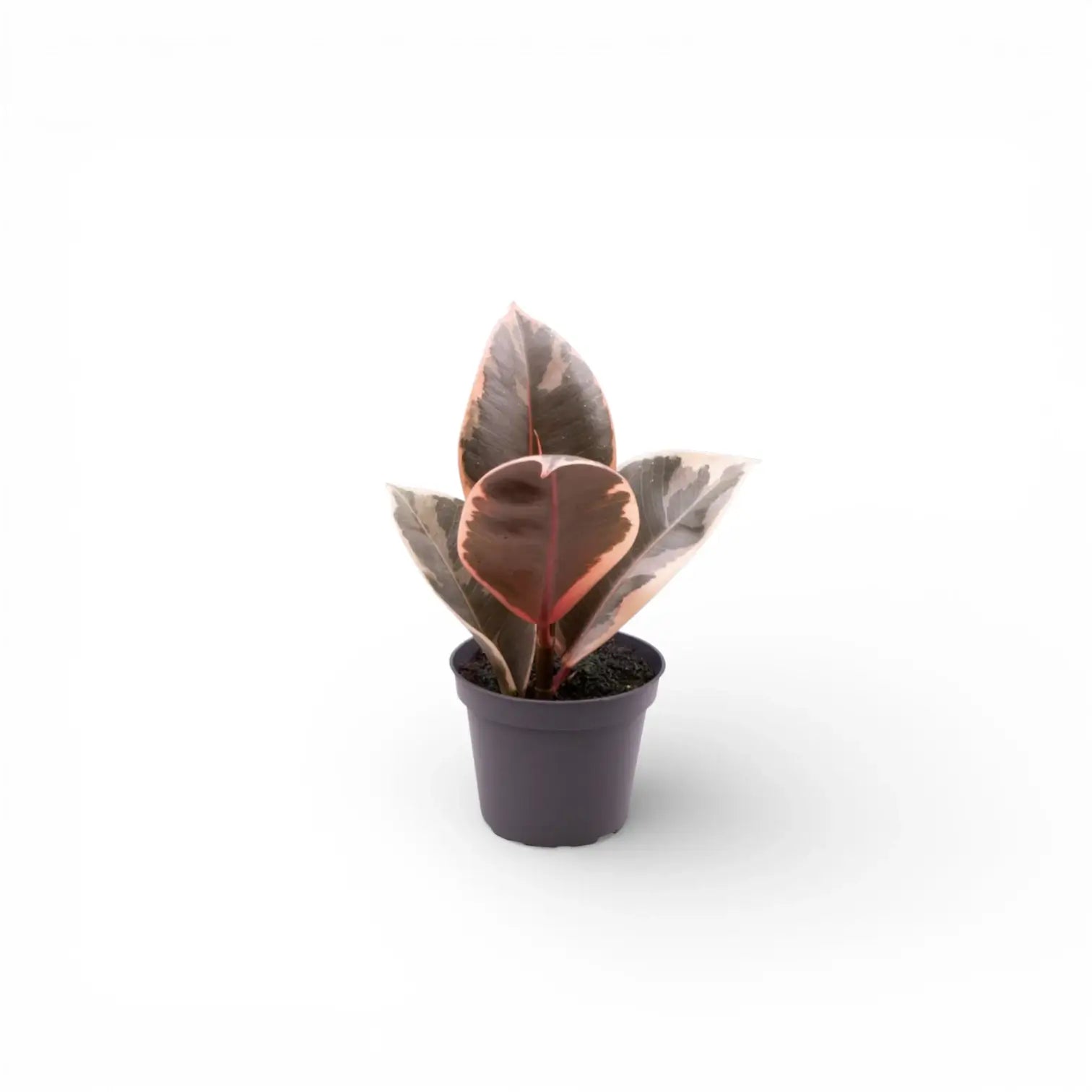 Ficus elastica 'Tineke' – Topfpflanze im Kulturtopf vor weißem Hintergrund, Produktfoto 5.