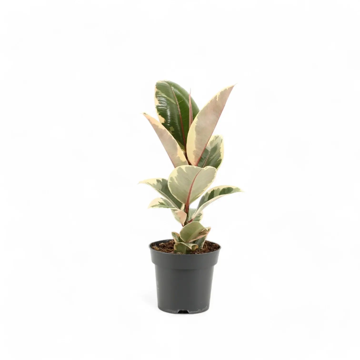 Ficus elastica 'Tineke' – Topfpflanze im Kulturtopf vor weißem Hintergrund, Produktfoto 7.