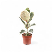 Ficus elastica 'Tineke' potted plant in nursery pot on white background.