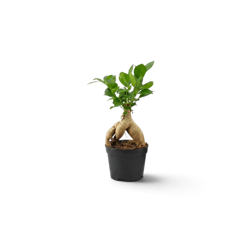 Ficus microcarpa 'Ginseng' als Jungpflanze mit knollig verdickten, freiliegenden Wurzeln und glänzend grünem Laub