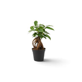 Ficus microcarpa 'Ginseng' als Jungpflanze im Kulturtopf mit verdicktem Wurzelansatz und dichtem grünem Laub
