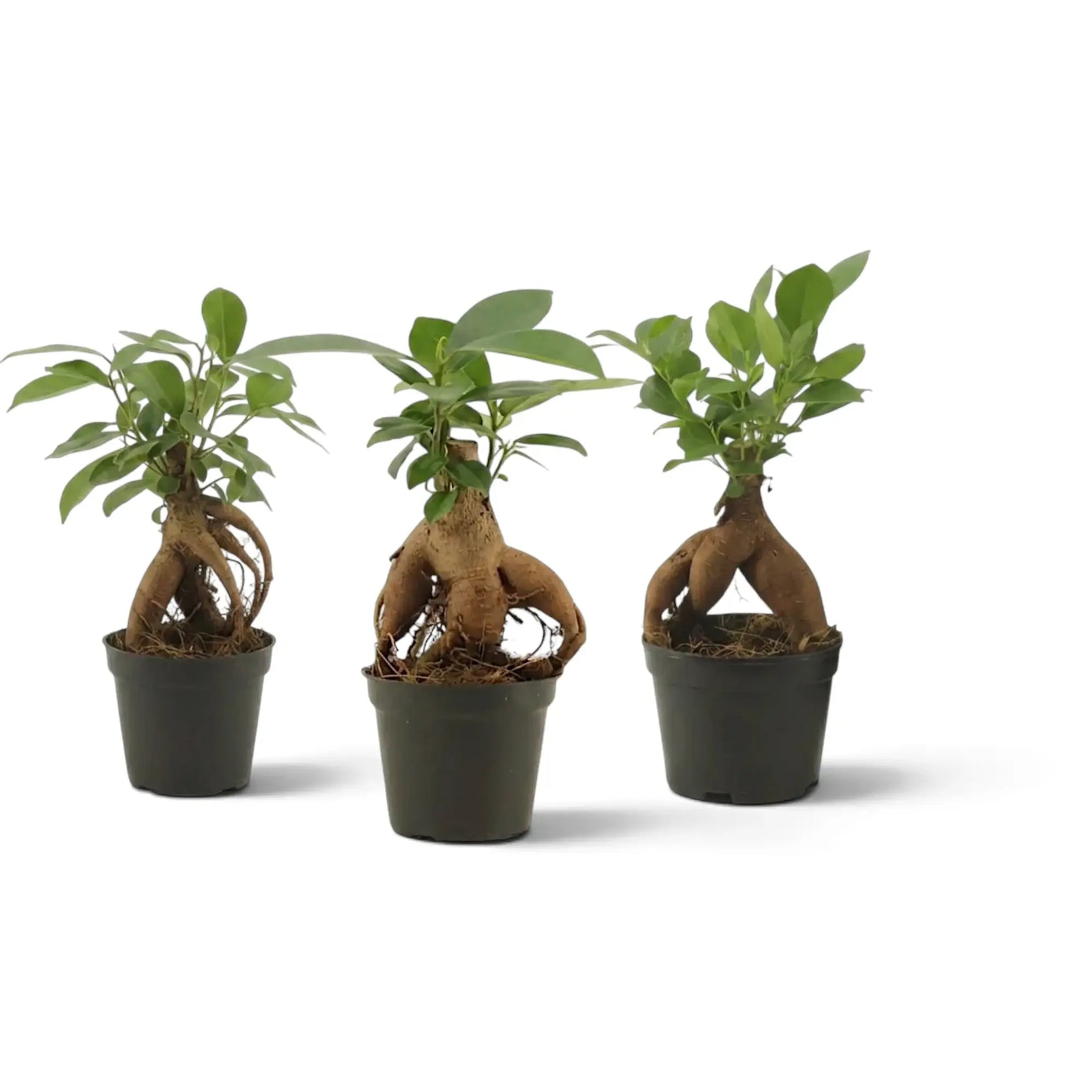 Ficus microcarpa 'Ginseng' als Jungpflanze im Kulturtopf mit knollig verdickten, freiliegenden Wurzeln und rundlicher grüner Krone