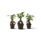 Gesamtansicht von Ficus microcarpa 'Ginseng' als Jungpflanze mit gewundenen, freiliegenden Wurzeln und verzweigter grüner Krone