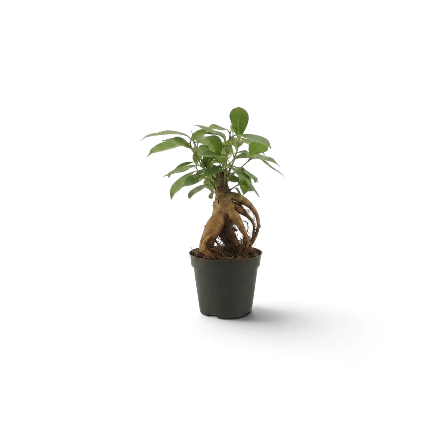 Ficus microcarpa 'Ginseng' als Jungpflanze mit knollig verdickten, freiliegenden Wurzeln und glänzenden ovalen Blättern