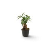 Gesamtansicht von Ficus microcarpa 'Ginseng' als Jungpflanze mit knollig verdickten, freiliegenden Wurzeln und glänzend grünem Laub