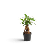 Ficus microcarpa 'Ginseng' als Jungpflanze mit verdicktem Wurzelansatz und dichtem grünem Laub