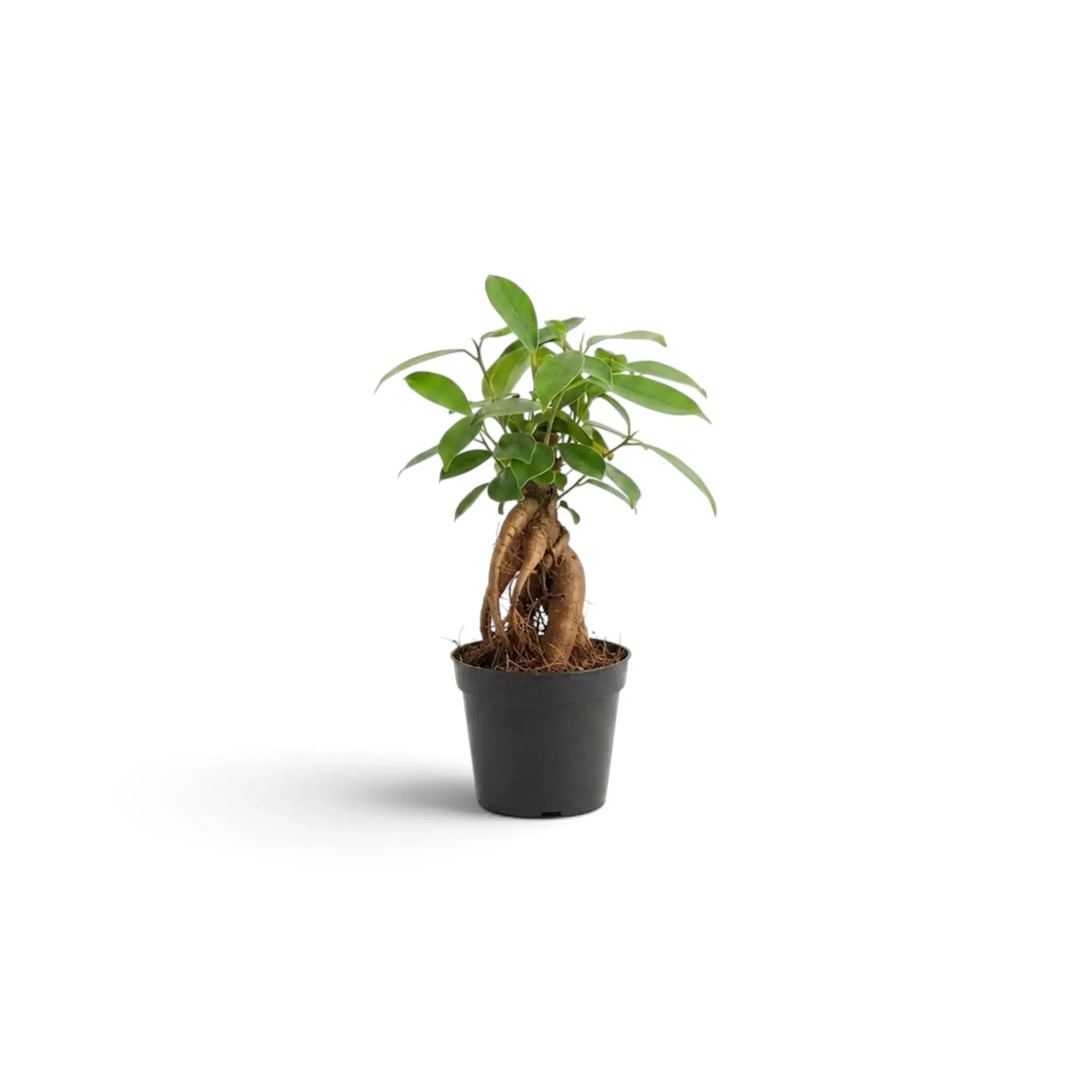 Ficus microcarpa 'Ginseng' als Jungpflanze mit verdicktem Wurzelansatz und dichtem grünem Laub