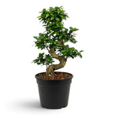 Sehr großer Ficus microcarpa 'Ginseng' mit knollig verdickten, freiliegenden Wurzeln und glänzend grünem Laub