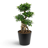 Sehr großer Ficus microcarpa 'Ginseng' mit verdicktem Wurzelansatz und dichtem grünem Laub