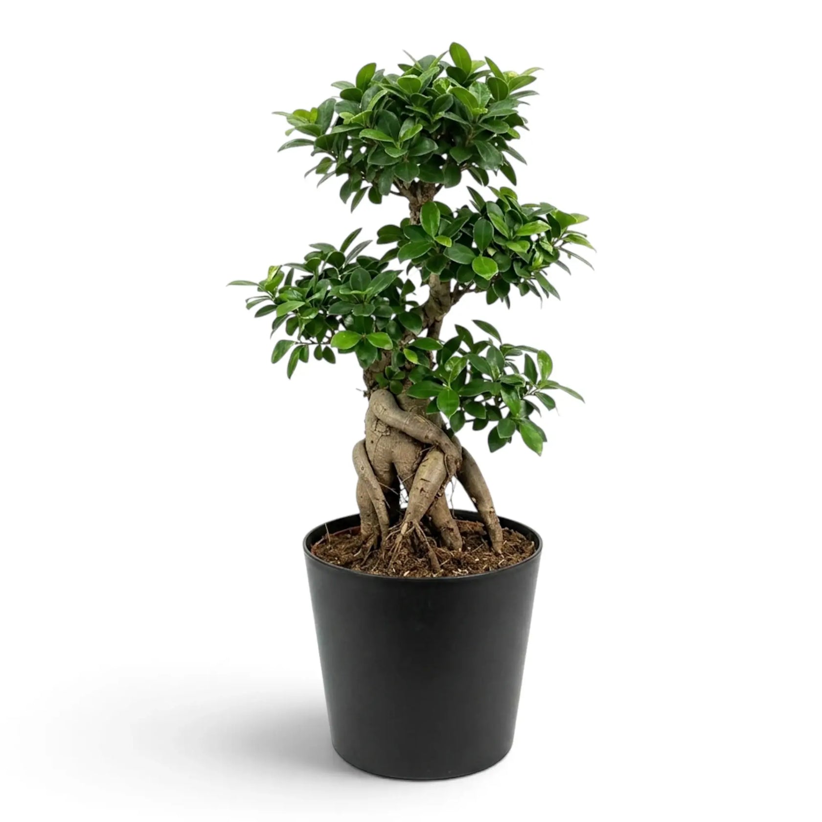 Sehr großer Ficus microcarpa 'Ginseng' mit verdicktem Wurzelansatz und dichtem grünem Laub