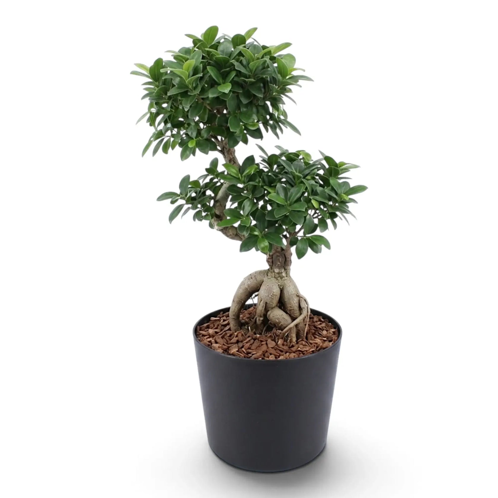 Sehr großer Ficus microcarpa 'Ginseng' im Kulturtopf mit knollig verdickten, freiliegenden Wurzeln und rundlicher grüner Krone