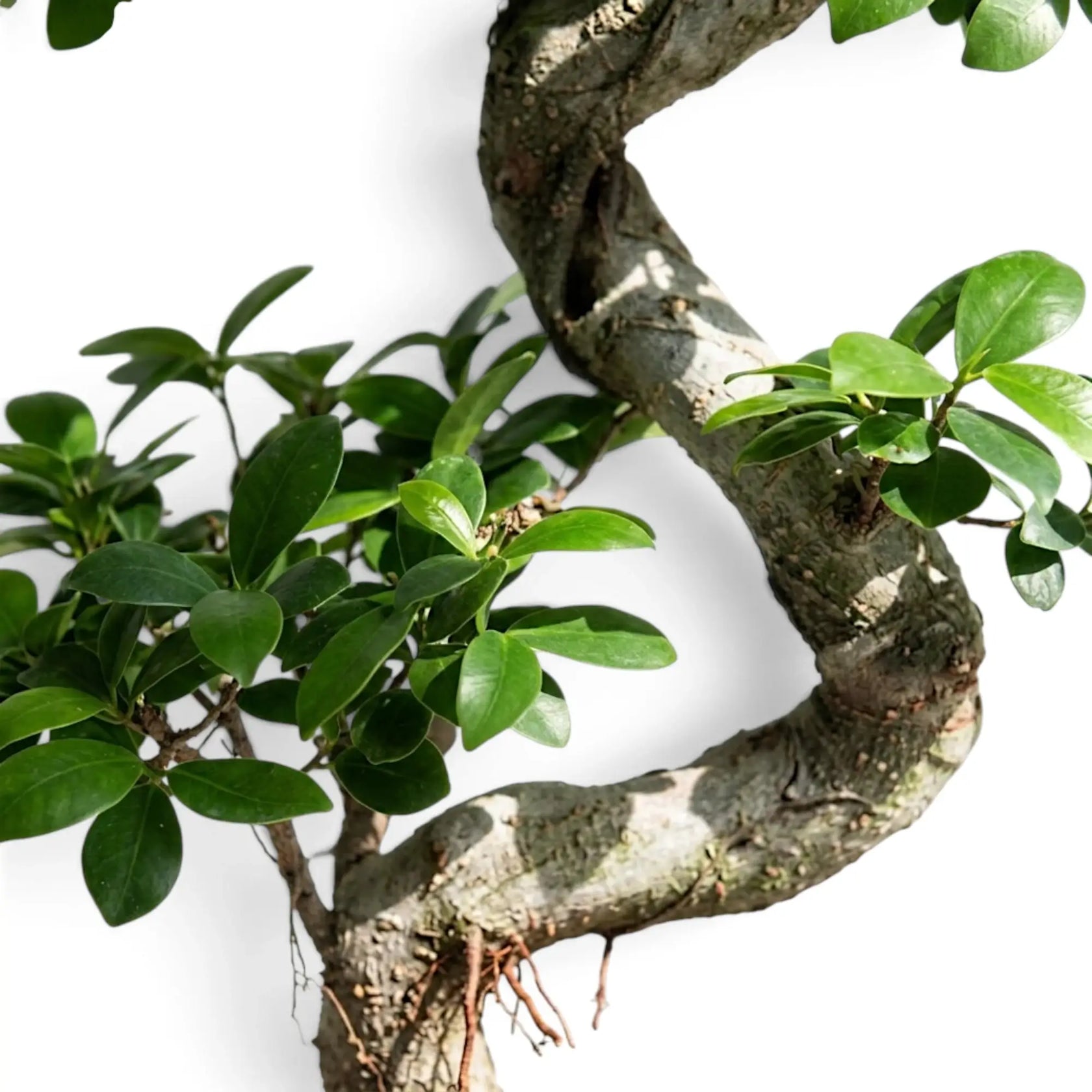 Nahaufnahme von Ficus microcarpa 'Ginseng' mit glänzenden ovalen grünen Blättern an fein verzweigten Trieben