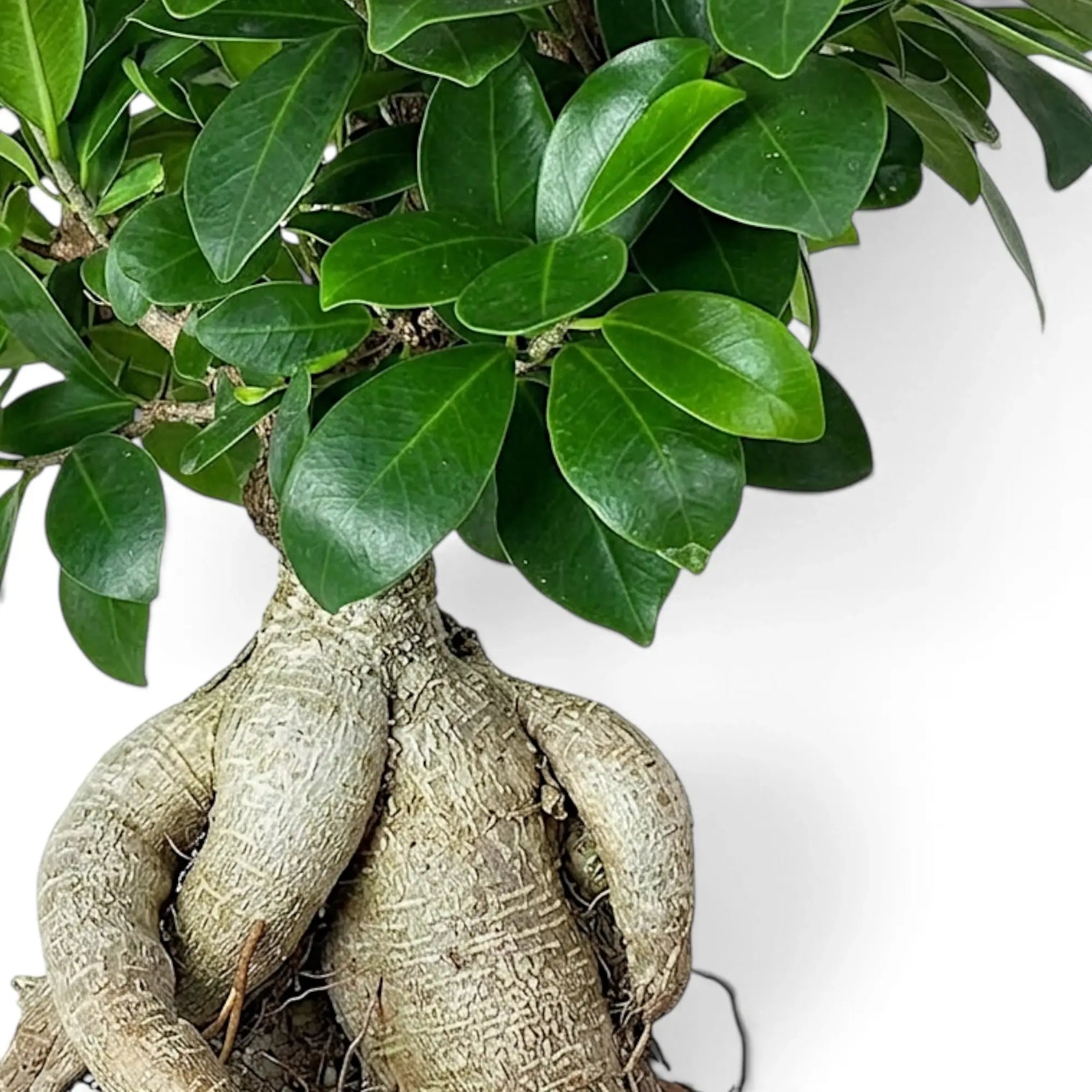 Detailaufnahme von Ficus microcarpa 'Ginseng' mit kleinen grünen Blättern über feinen, verholzten Trieben
