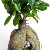 Detailaufnahme des Laubs von Ficus microcarpa 'Ginseng' mit glatten dunkelgrünen Blättern und sanft zulaufenden Spitzen