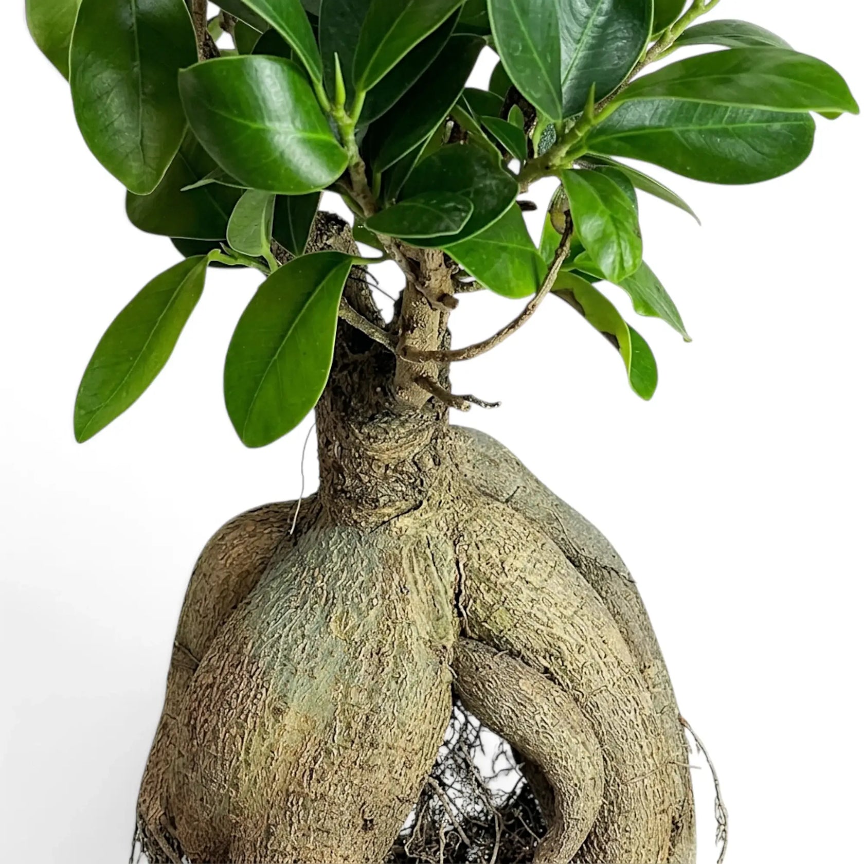 Detailaufnahme des Laubs von Ficus microcarpa 'Ginseng' mit glatten dunkelgrünen Blättern und sanft zulaufenden Spitzen
