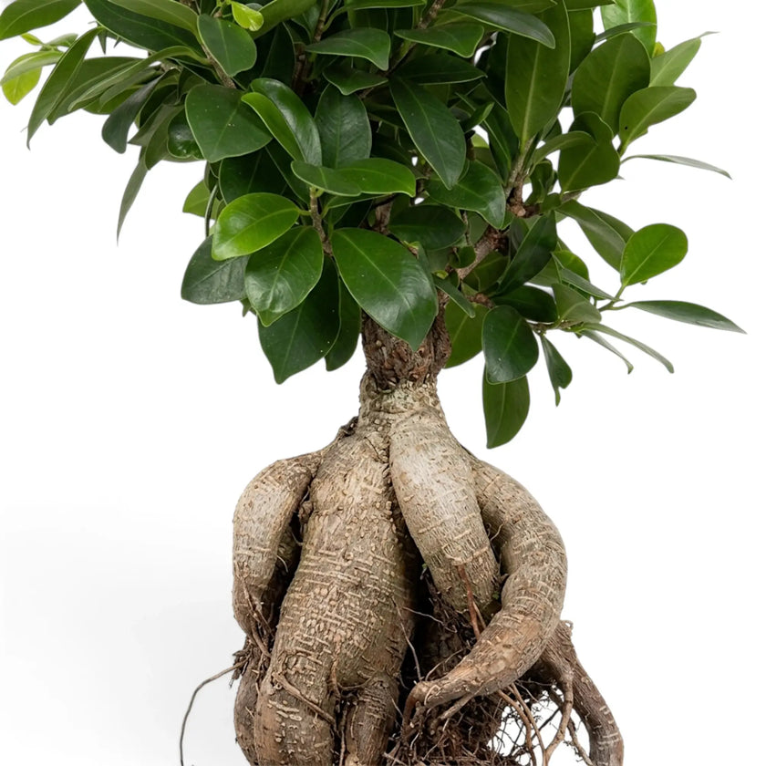 Nahaufnahme von Ficus microcarpa 'Ginseng' mit gestaffeltem grünem Laub an schlanken, verholzten Zweigen