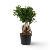 Großer Ficus microcarpa 'Ginseng' mit knollig verdickten, freiliegenden Wurzeln und glänzend grünem Laub