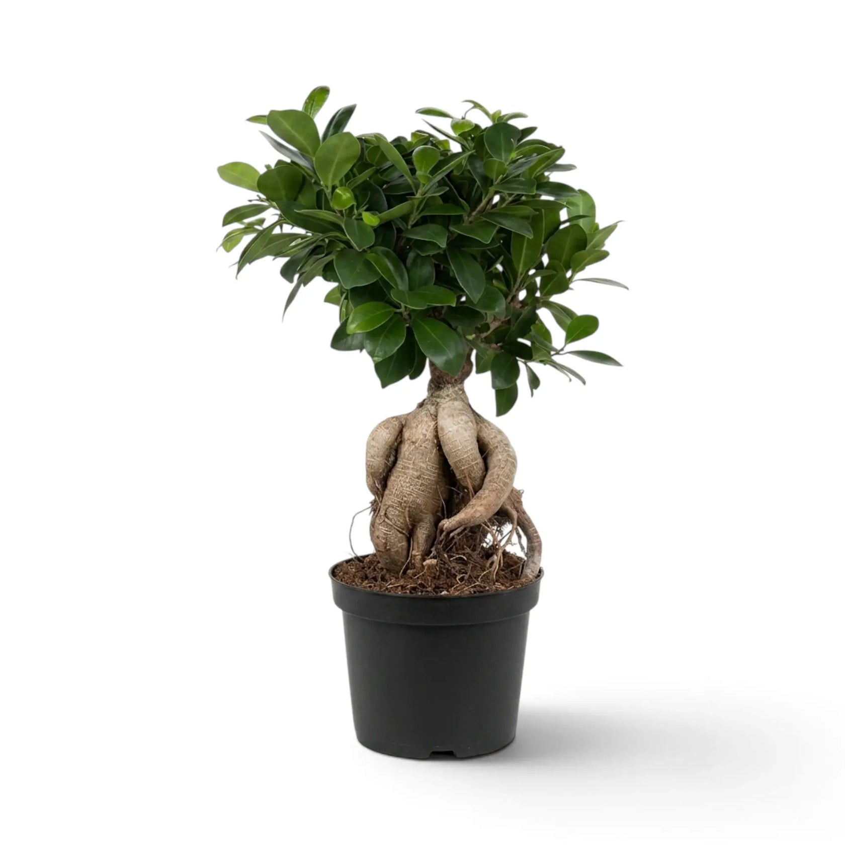 Großer Ficus microcarpa 'Ginseng' mit knollig verdickten, freiliegenden Wurzeln und glänzend grünem Laub