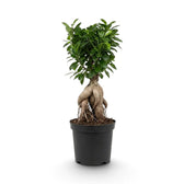Großer Ficus microcarpa 'Ginseng' mit verdicktem Wurzelansatz und dichtem grünem Laub