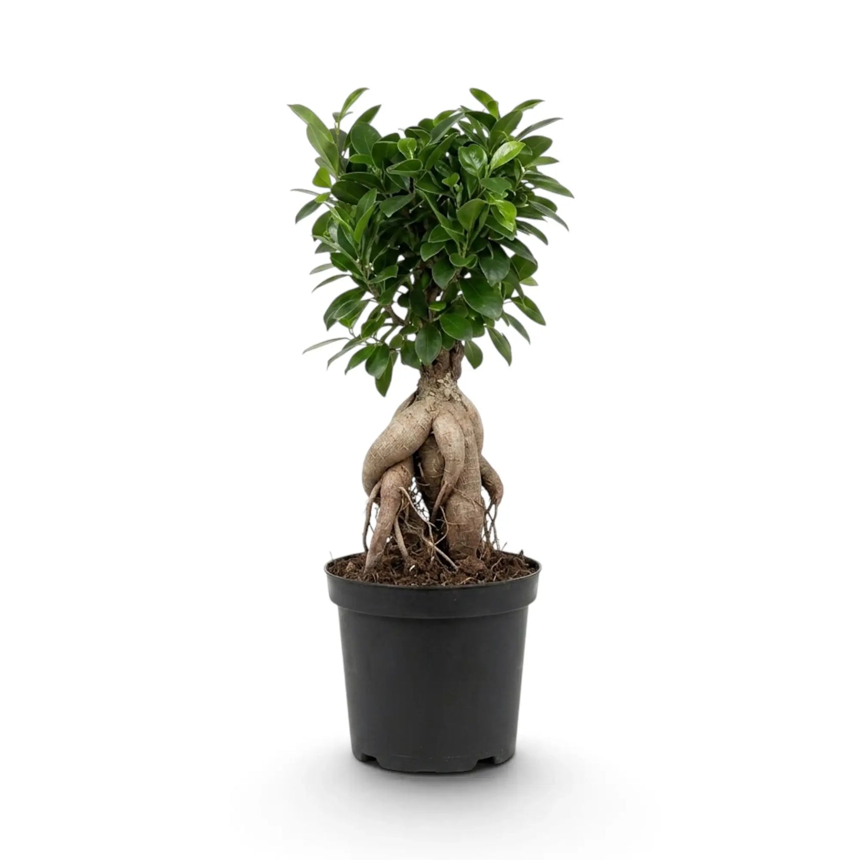 Großer Ficus microcarpa 'Ginseng' mit verdicktem Wurzelansatz und dichtem grünem Laub